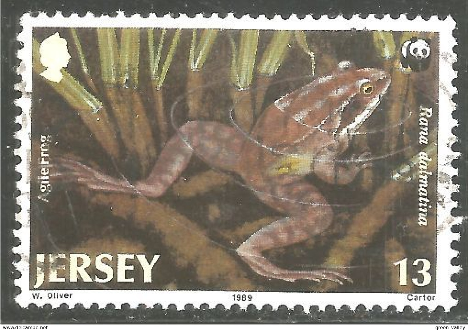 528 Jersey Grenouille Frog Rana Kikker Frosch (JER-65) - Rane