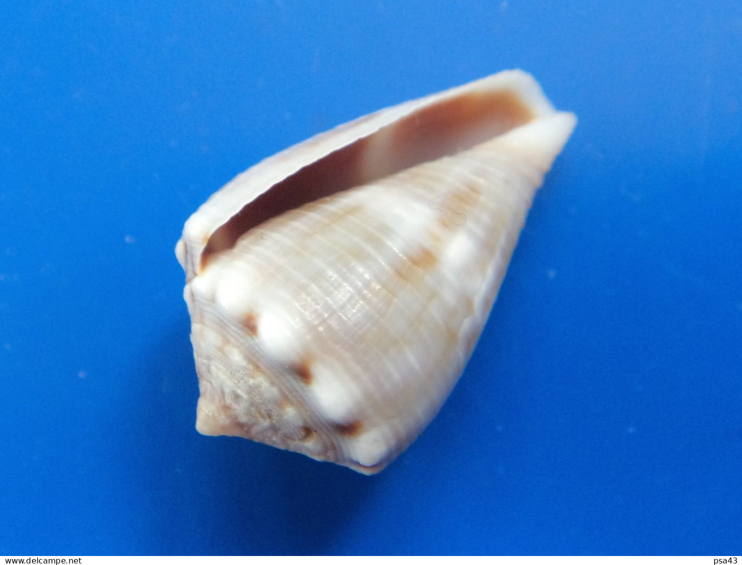 Conus Biliosus  Philippines 24,2mm F+++ N2 - Coquillages