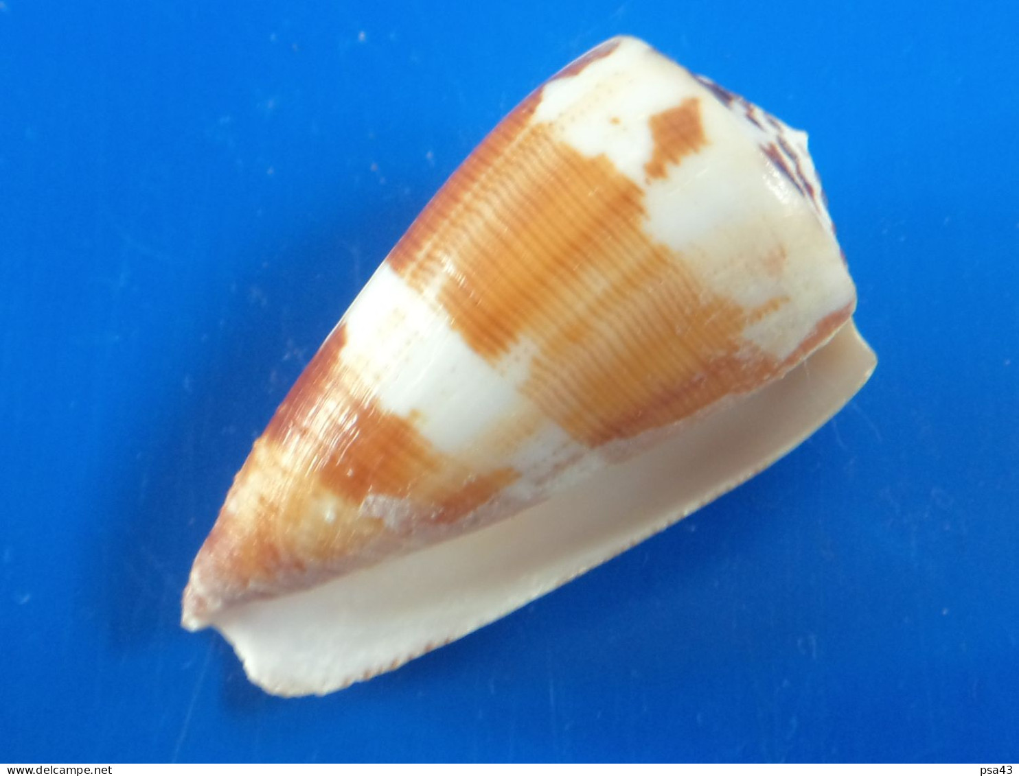 Conus Striatellus Madagascar (Tuléar)  48,4mm F+++ N1 - Coquillages
