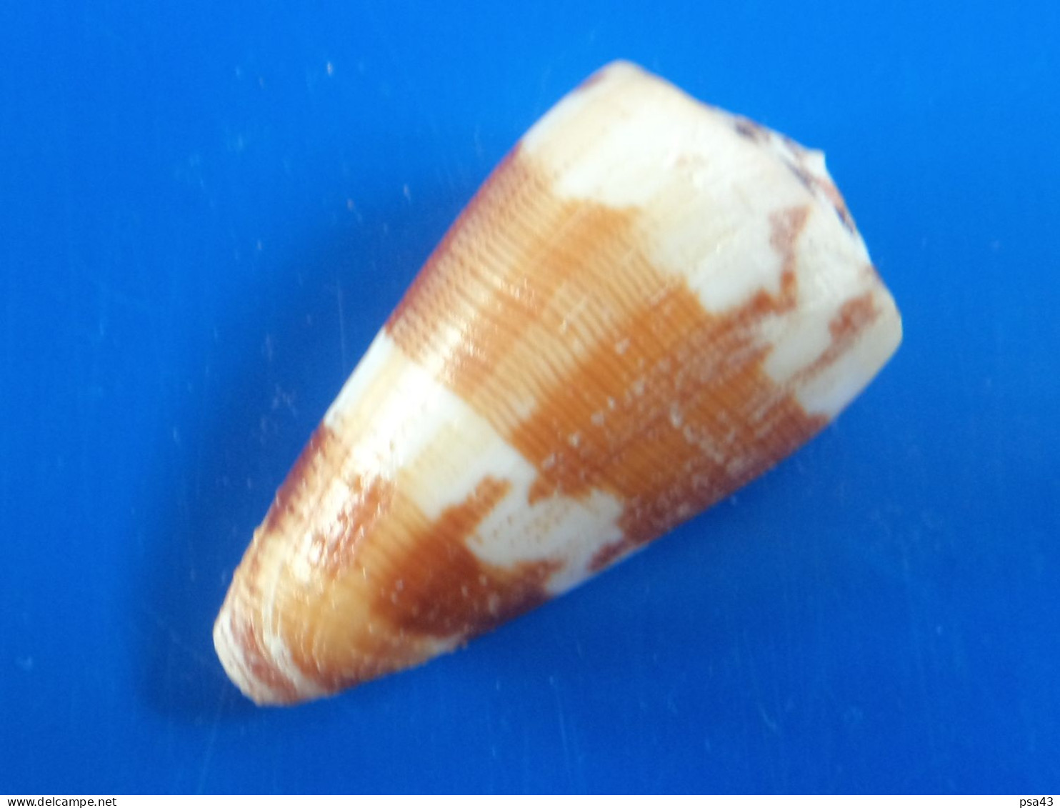 Conus Striatellus Madagascar (Tuléar)  48,4mm F+++ N1 - Muscheln & Schnecken