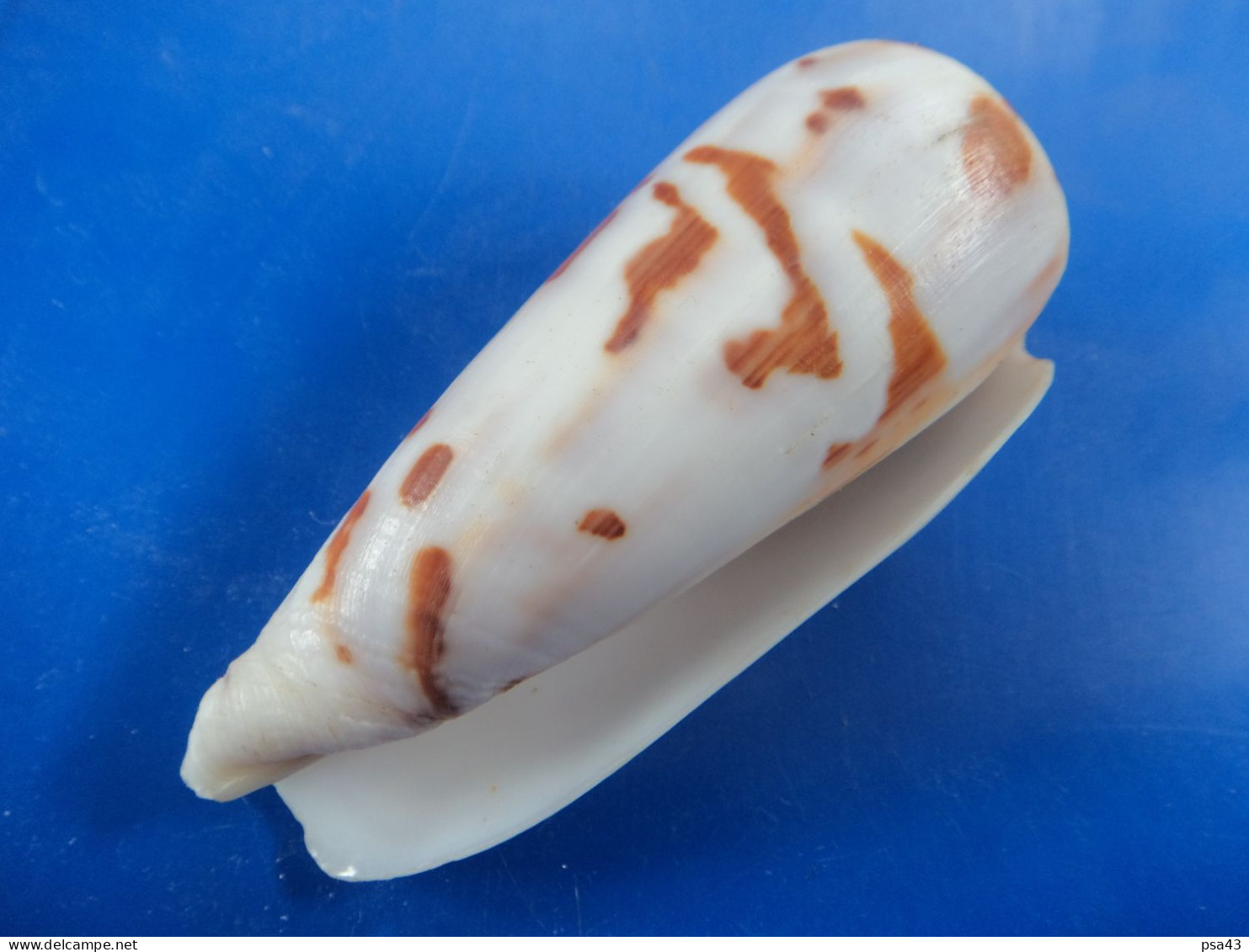 Conus Gubernator Madagascar  89,6mm F+++/GEM N8 - Seashells & Snail-shells