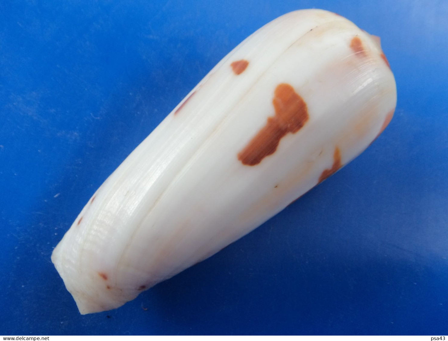 Conus Gubernator Madagascar  89,6mm F+++/GEM N8 - Seashells & Snail-shells