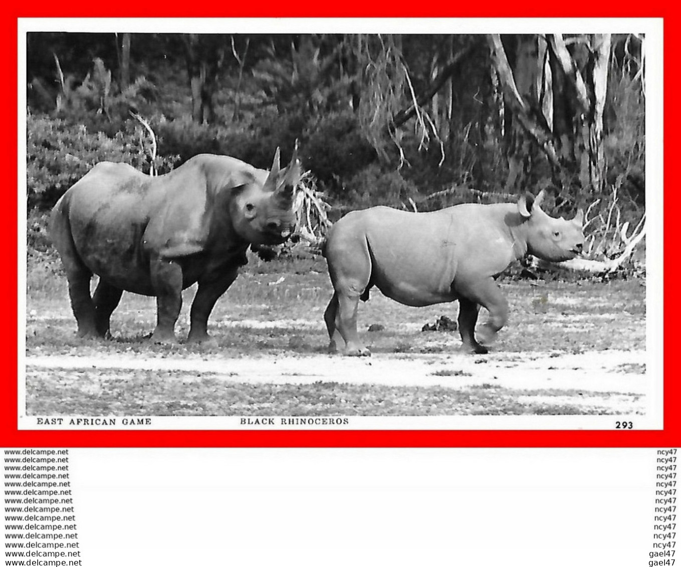 CPSM/pf ANIMAUX.  East African Game. Rhinocéros Noir, Femelle Et Son Petit, Glacé...H396 - Rhinocéros