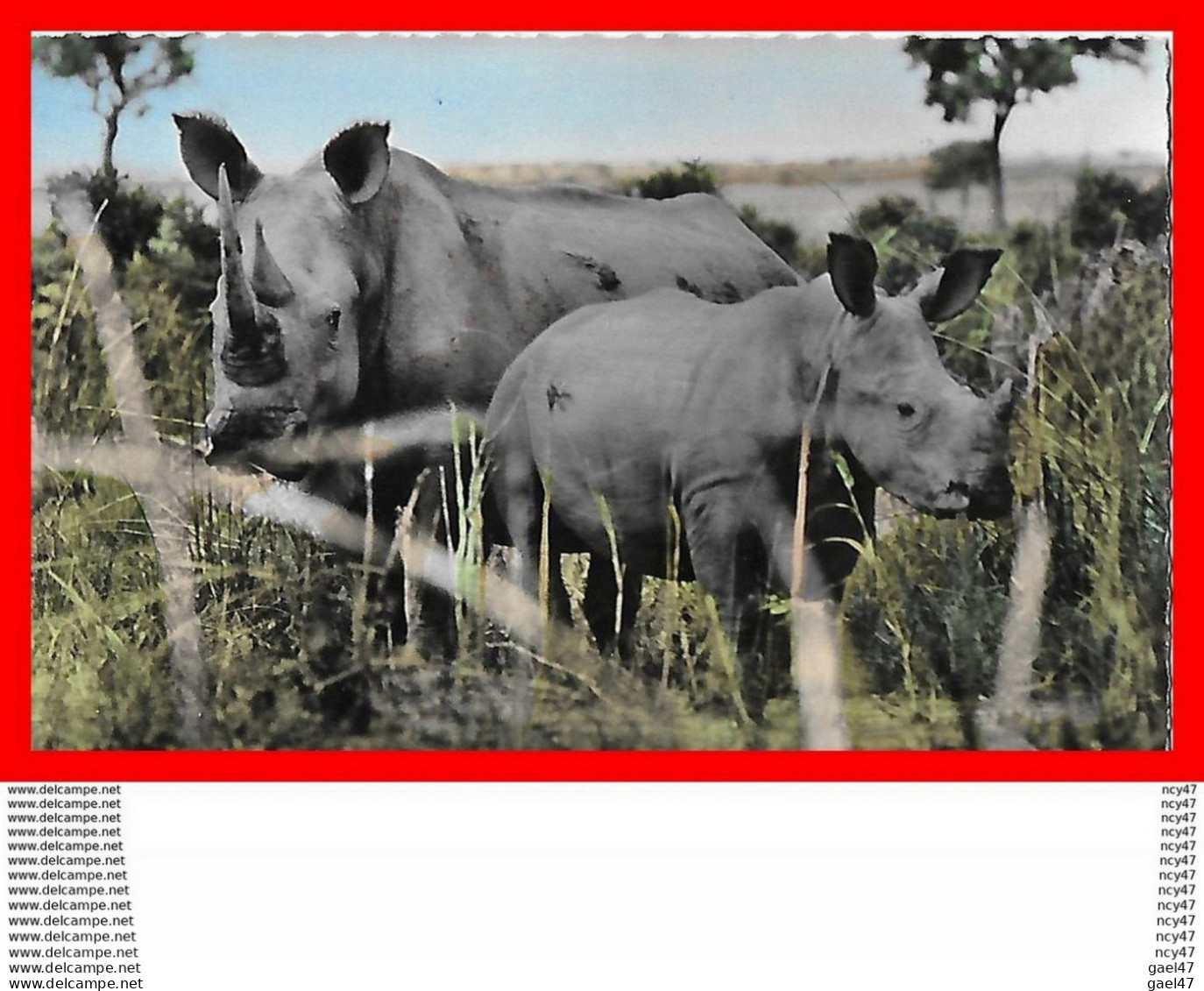 CPSM/pf ANIMAUX.  Faune Africaine. Rhinocéros Blancs, Glacé...H397 - Rhinoceros