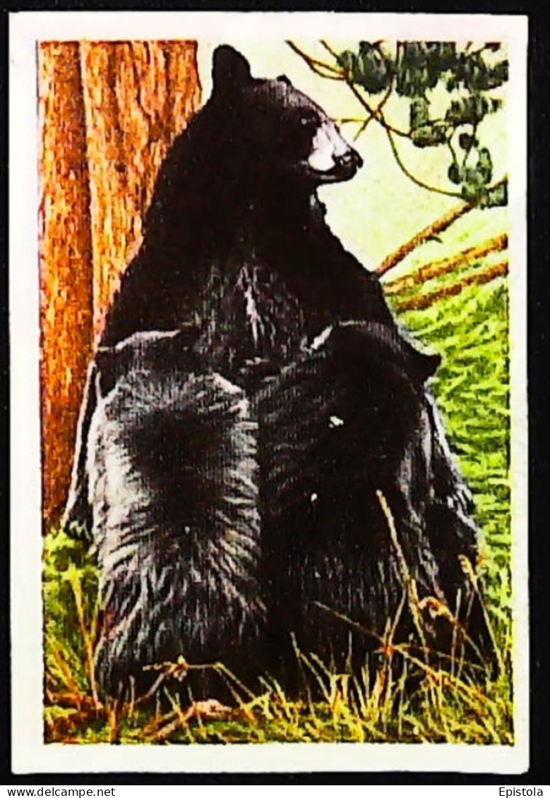 ►  Ours Baby Bear Yellowstone Park   - Chromo-Image Cigarette Josetti Bilder Berlin Album 4 1920's - Andere Merken