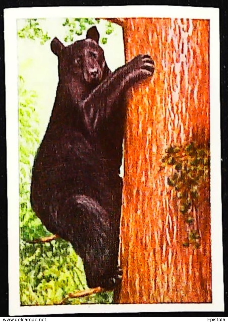►  Ours Noir Bear Amérique Du Nord  - Chromo-Image Cigarette Josetti Bilder Berlin Album 4 1920's - Autres Marques