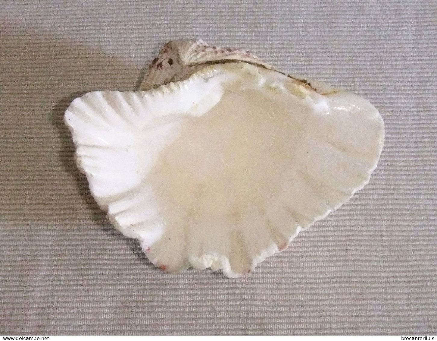 CONCHA DE TRIDACNA GIGAS - Seashells & Snail-shells