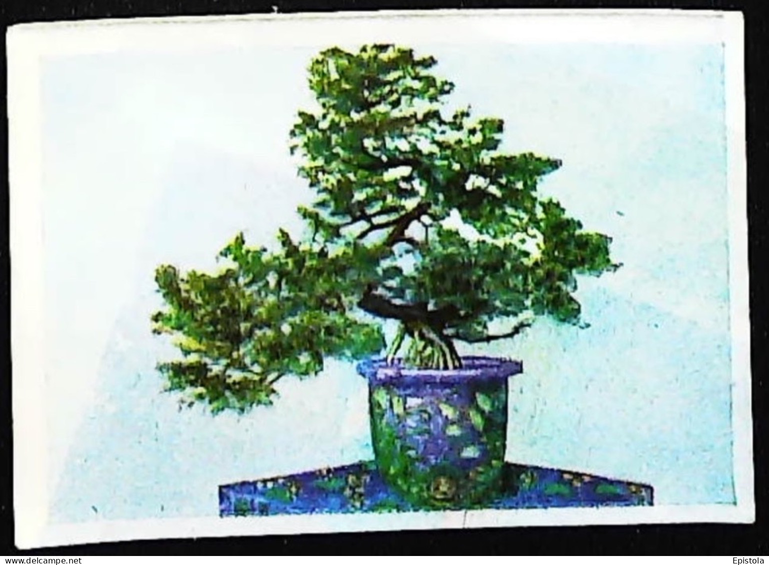 ► Japon BONSAI   - Chromo-Image Cigarette Josetti Bilder Berlin Album 4 1920's - Andere Merken