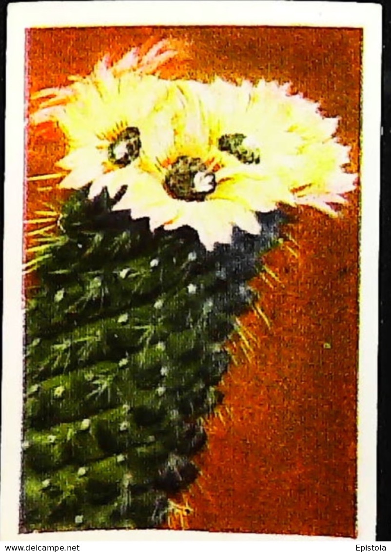 ► Série Cactus En Fleur    - Chromo-Image Cigarette Josetti Bilder Berlin Album 4 1920's - Autres Marques