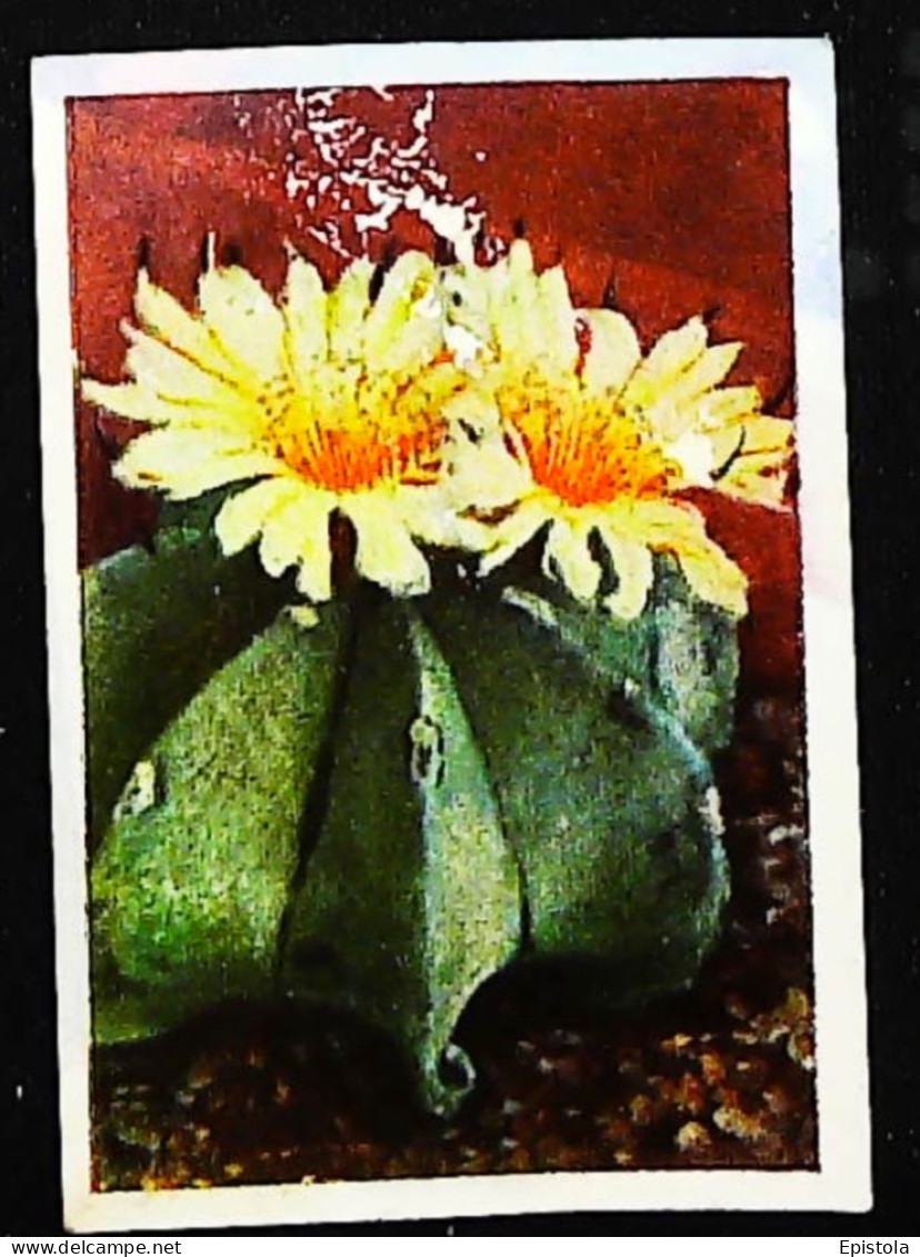 ► Série Cactus En Fleur    - Chromo-Image Cigarette Josetti Bilder Berlin Album 4 1920's - Otras Marcas