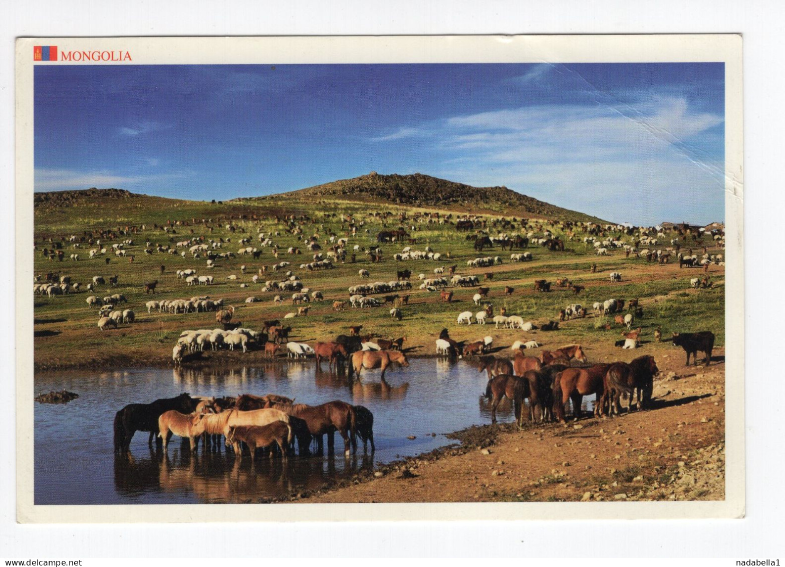 2013? MONGOLIA,TUV PROVINCE,HORSES,CATTLE,SHEEP,POSTCARD,USED TO SERBIA - Mongolië