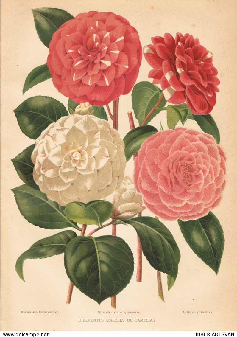 Lámina Camelias. Planos. Diccionario Enciclopédico Hispano-Americano 1888 - Sonstige & Ohne Zuordnung