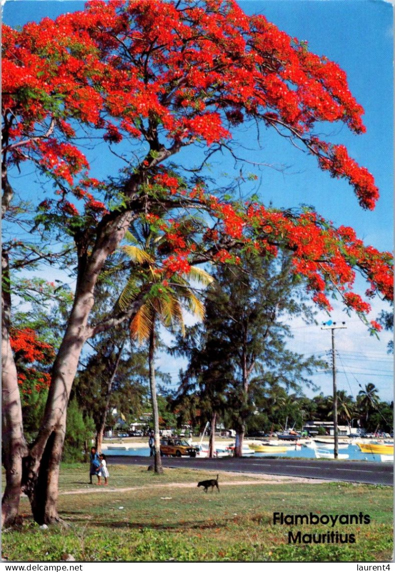 16-3-2024 (3 Y 16) Ile Mauice - Flamboyant / Flametrees - Arbres