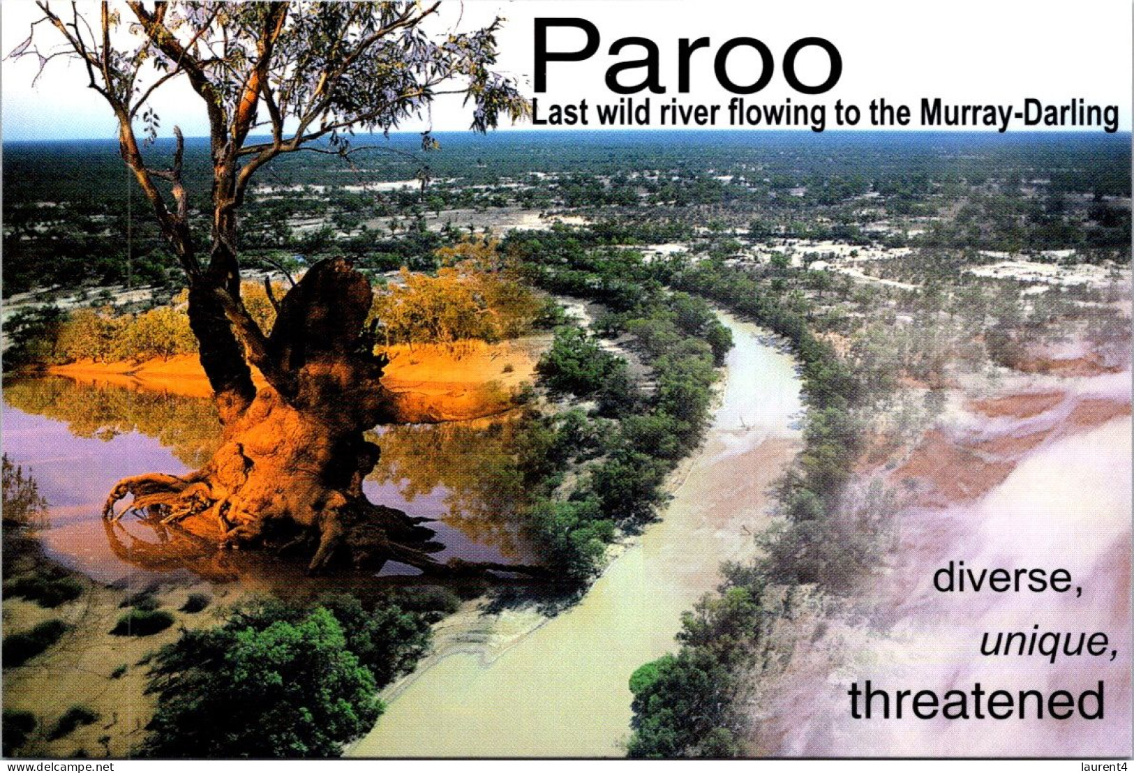 16-3-2024 (3 Y 15) Australia -  River PAROO (Trees) - Arbres