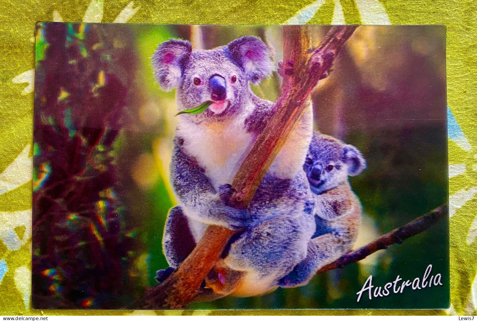 KOALAS In Eucalypt Trees In 3D - Australia - Brisbane