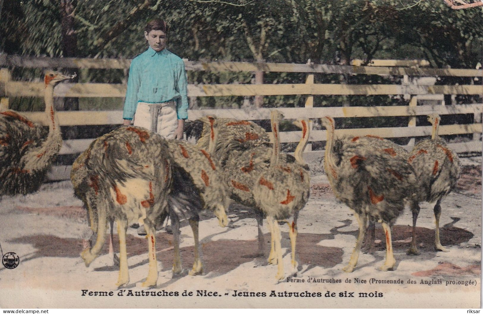 NICE(FERME D AUTRUCHE) - Petits Métiers