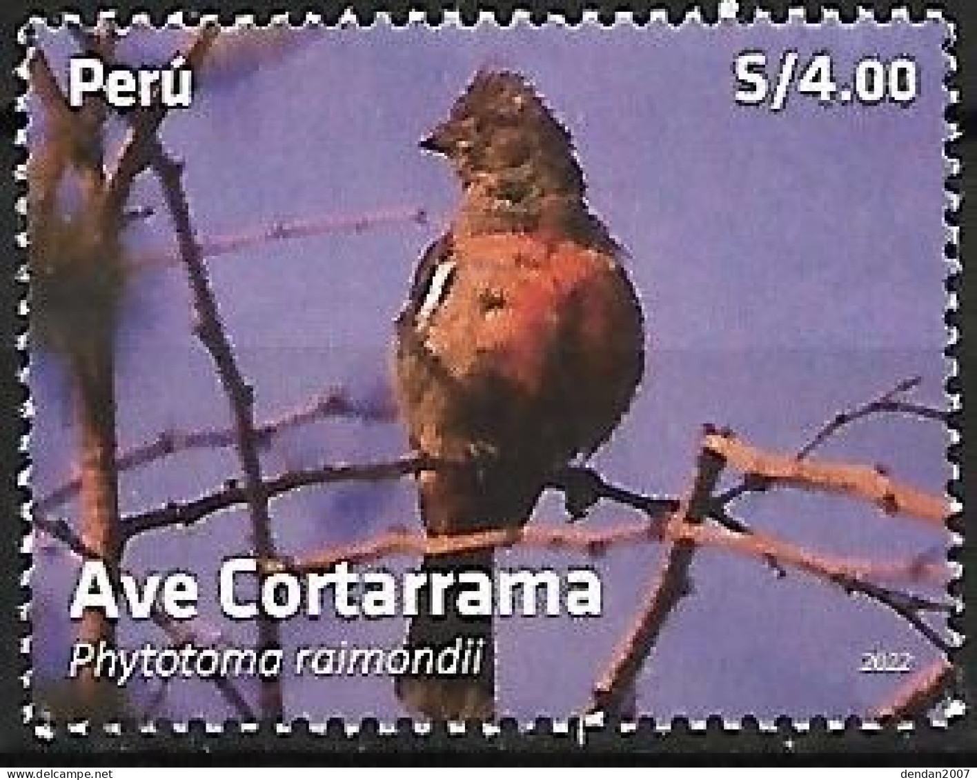 Peru - Used 2022 :   Peruvian Plantcutter  -  Phytotoma Raimondii - Songbirds & Tree Dwellers
