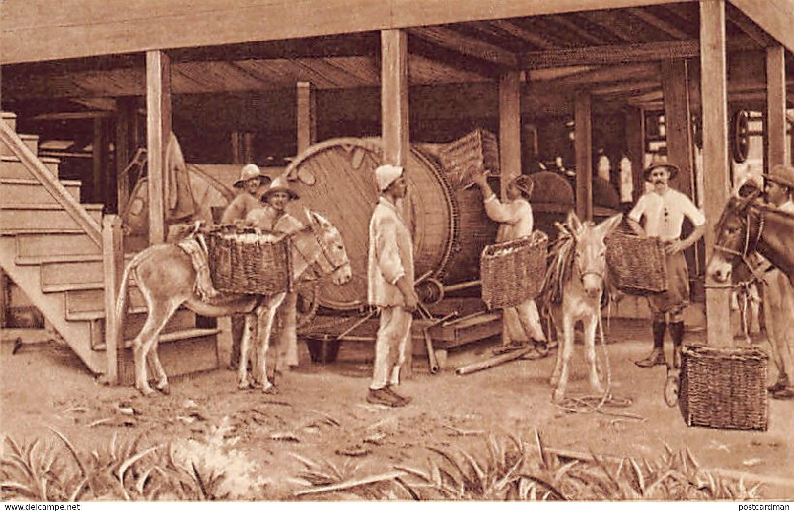 Trinidad - Pour In The Cocoa Pods For Fermentation - Publ. Joh. Gottl. Hauswaldt.  - Trinidad