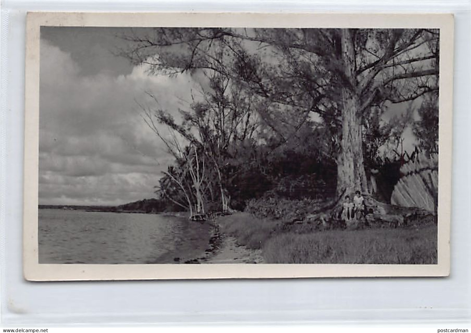 Mauritius - Group Of Trees - PHOTOGRAPH Postcard Size - Publ. Unknown  - Maurice