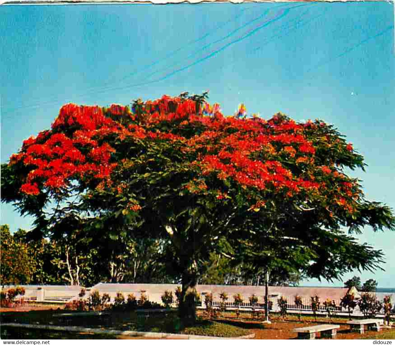 Antilles - Fleurs Des Antilles - Flamboyant - CPM - Voir Scans Recto-Verso - Autres & Non Classés