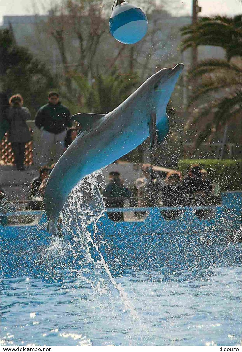 Animaux - Marineland Antibes - Dauphin - Saut Avec Ballon - Dolphins - Zoo Marin - CPM - Etat Trou De Punaise Visible -  - Delfini