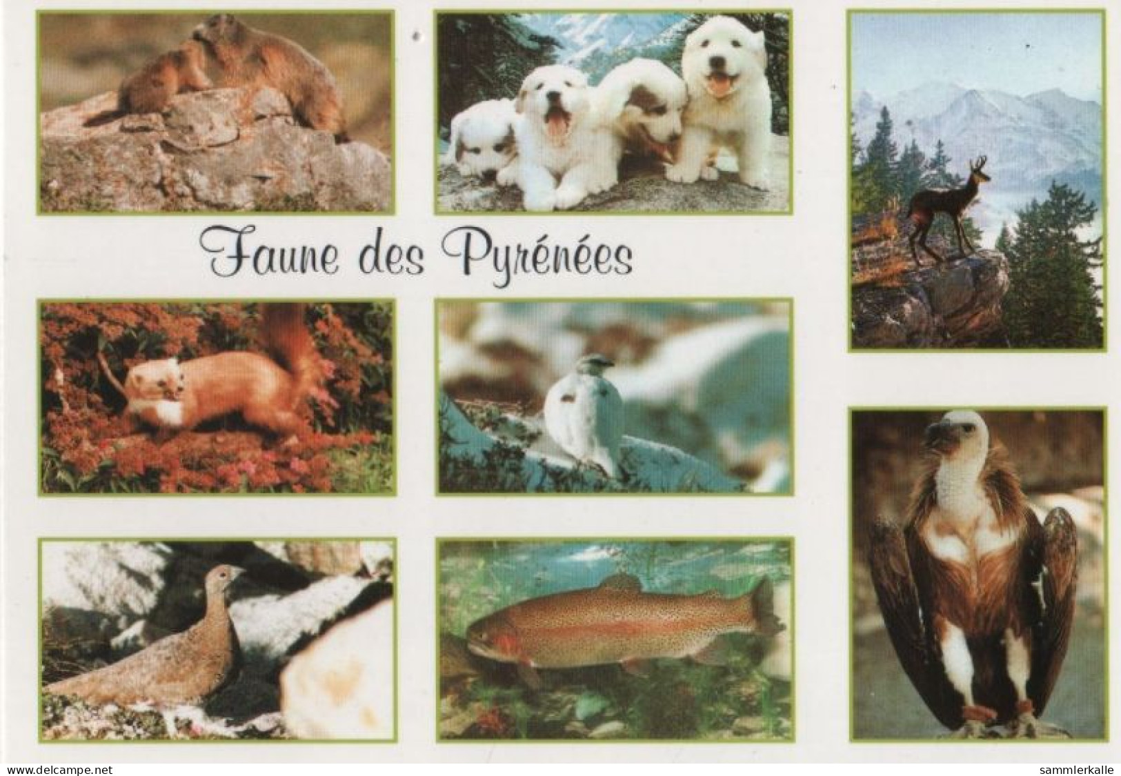 99238 - Frankreich - Pyrenäen - Faune - Ca. 2000 - Otros