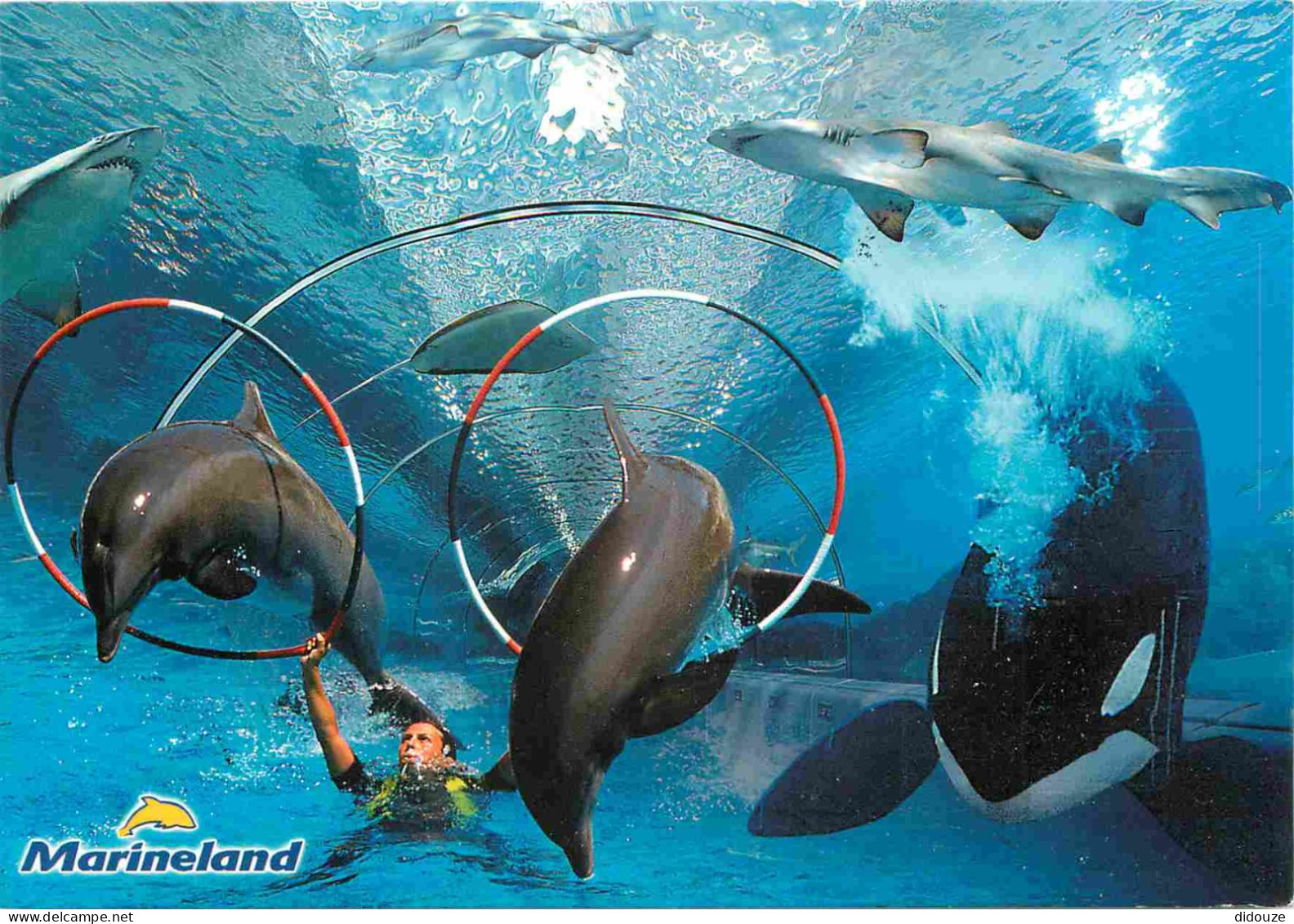 Animaux - Marineland Antibes - Multivues - Orque - Requin - Dauphins - Dolphins - Zoo Marin - CPM - Voir Scans Recto-Ver - Dolphins