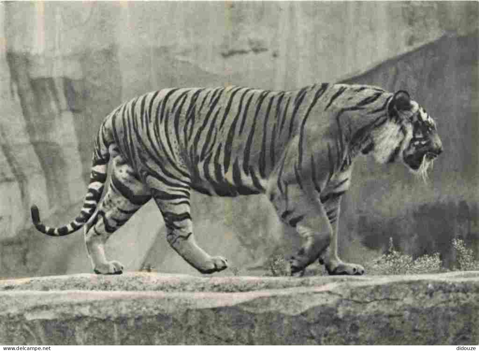 Animaux - Fauves - Tigre - Tiger - Museum National D'Histoire Naturelle - Parc Zoologique De Paris - Zoo - CPSM Grand Fo - Tigres