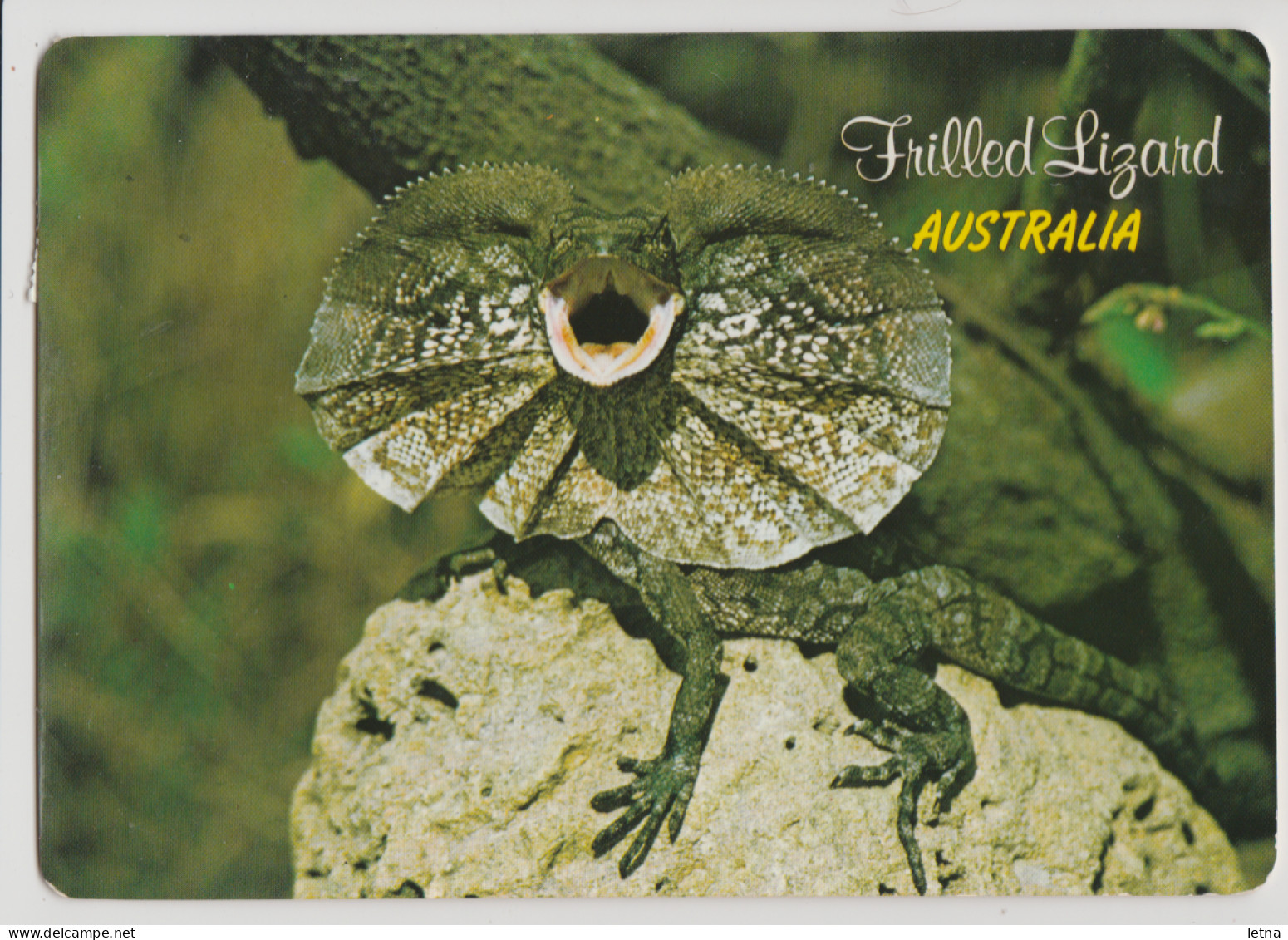 Australia QUEENSLAND QLD Frilled Lizard CARDWELL ZOO Murray Views W551 Postcard C1980s 37c Stamp - Far North Queensland