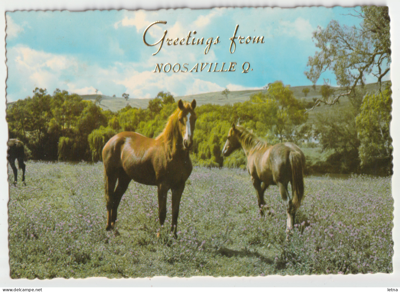 Australia QUEENSLAND QLD Grazing Horses Greetings From NOOSAVILLE Murray Views W572 Postcard C1970s - Sonstige & Ohne Zuordnung