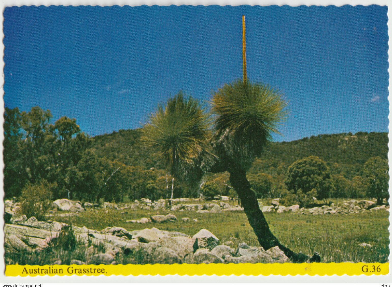 Australia QUEENSLAND QLD Australian Grasstree David Lee G36 ICP Postcard C1970s - Other & Unclassified