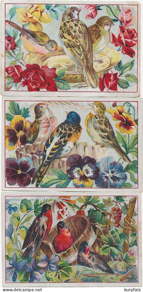 6 Sammelbilder - Chicorée A La Francaise Von Paul Mairesse, Cambrai Mit Vögeln, Des Oiseaux - Tiere