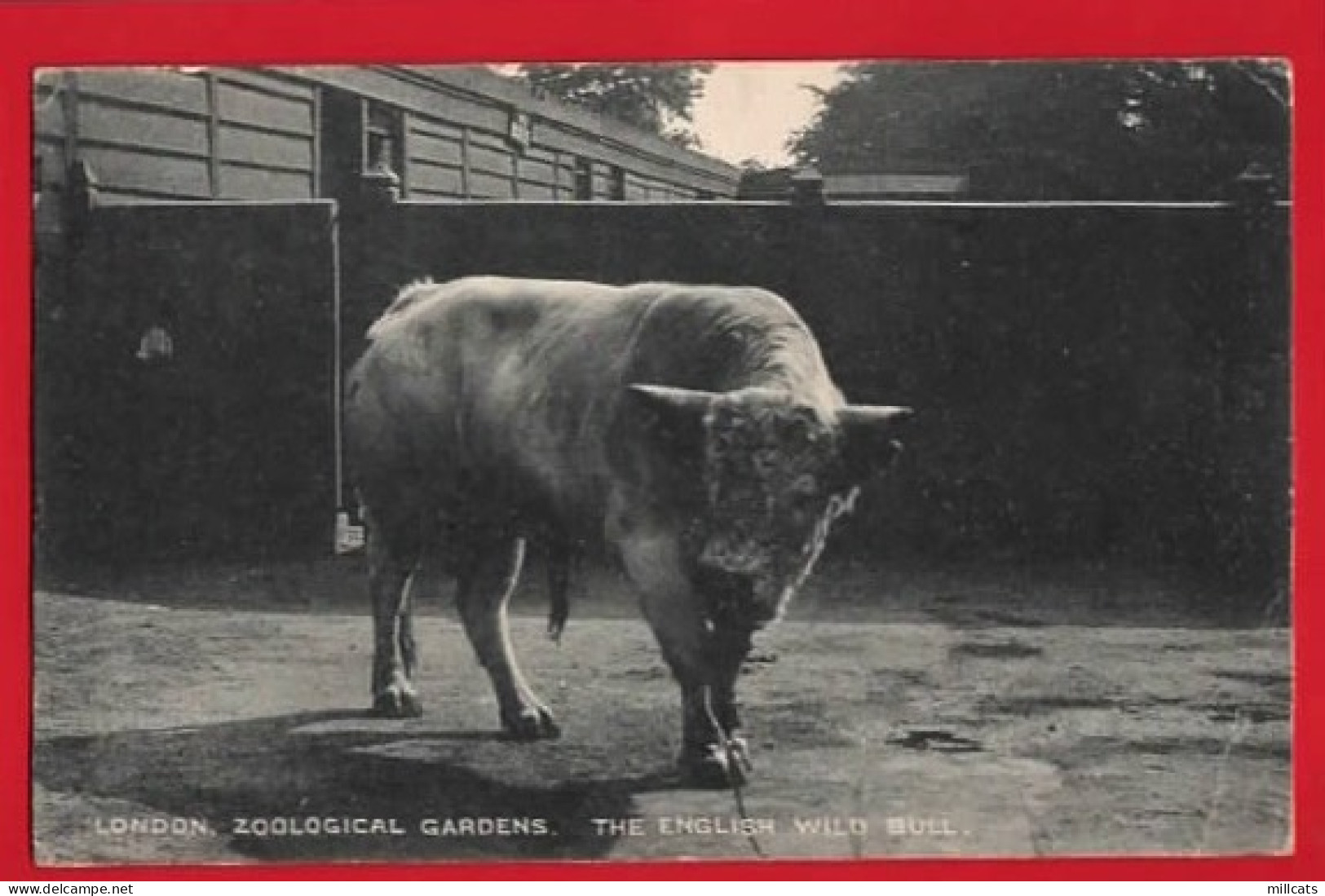 LONDON ZOO   THE ENGLISH WILD BULL  Pu 1922 - Stieren