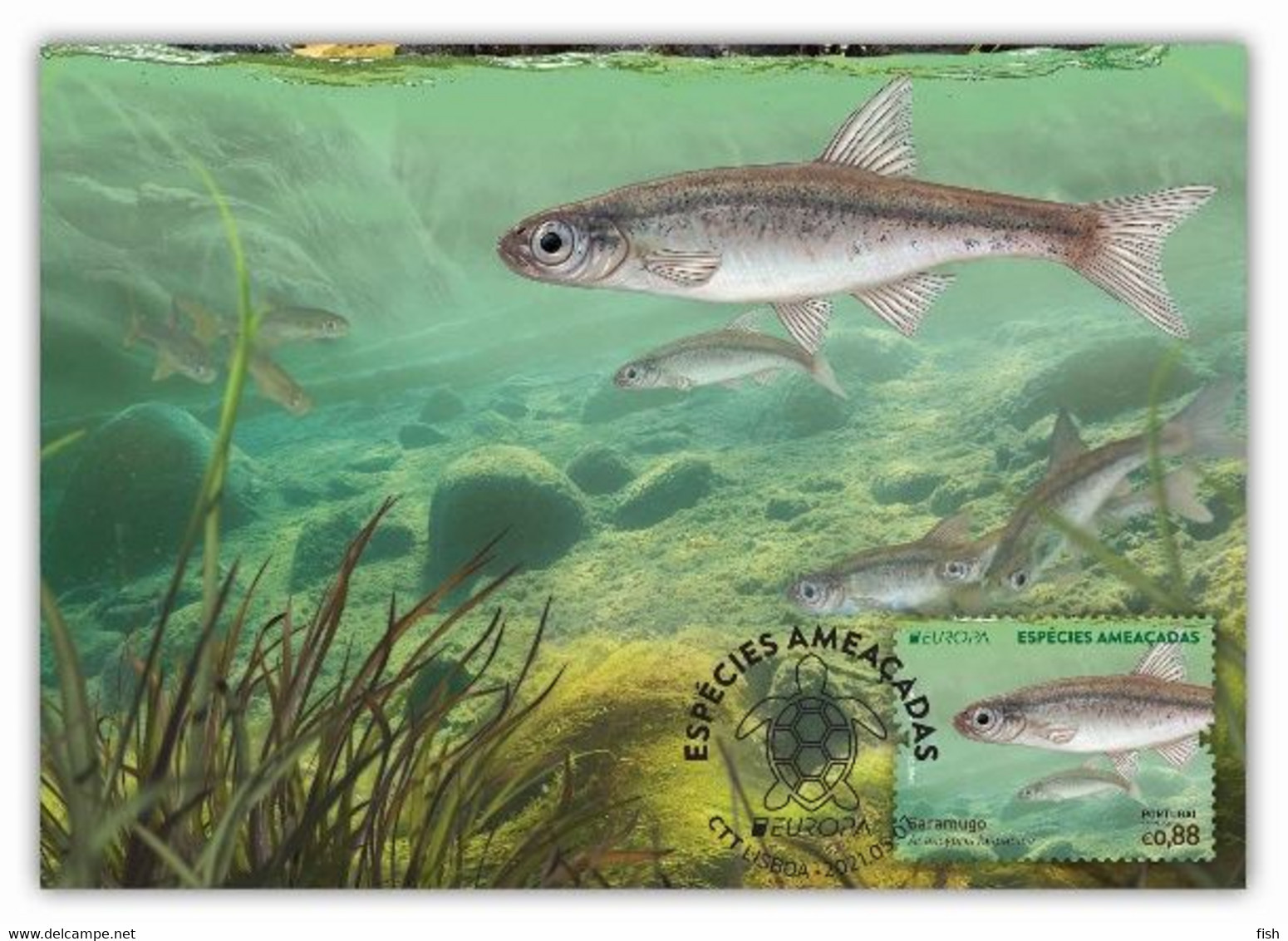 Portugal & Maximum Card, CEPT Europa, Endangered Species, Saramugo, Anaecypris Hispanica 2021 (77686) 2021 (77686) - Maximum Cards & Covers