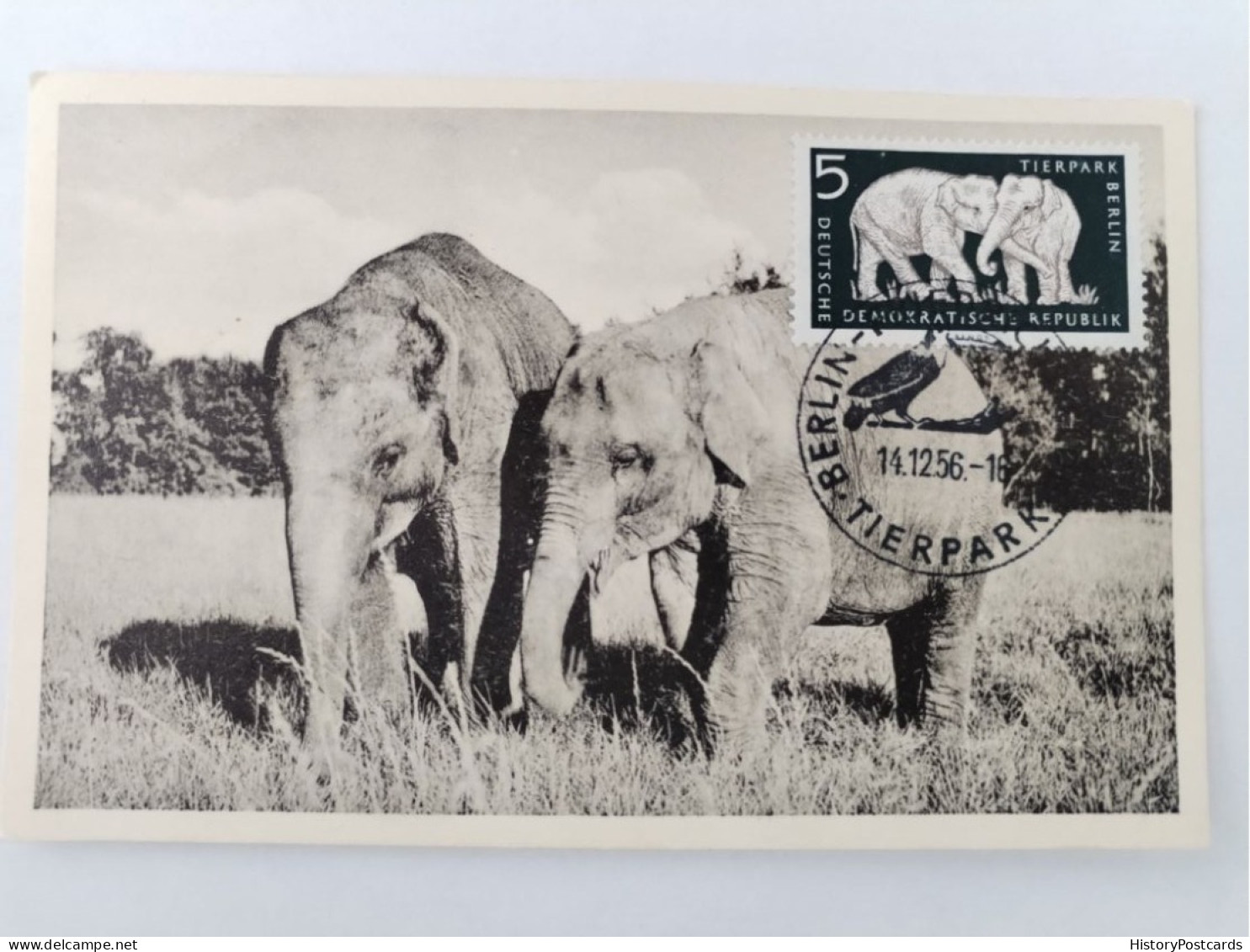 Tierpark Berlin-Friedrichfelde, Elefanten, Sondermarke, Sonderstempel, DDR, 1956 - Hohenschönhausen