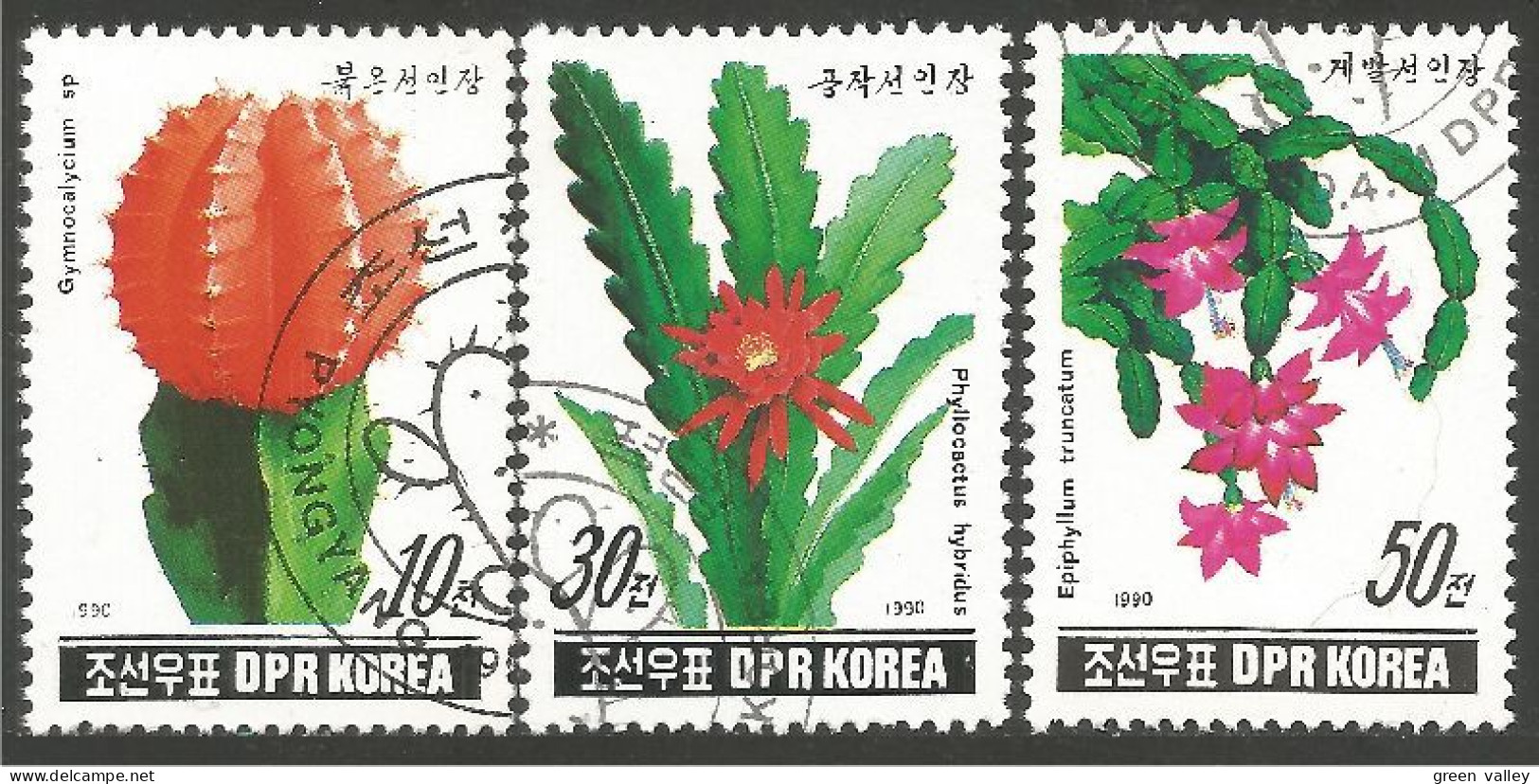 548 Korea Cactus Cactii (KON-51) - Sukkulenten