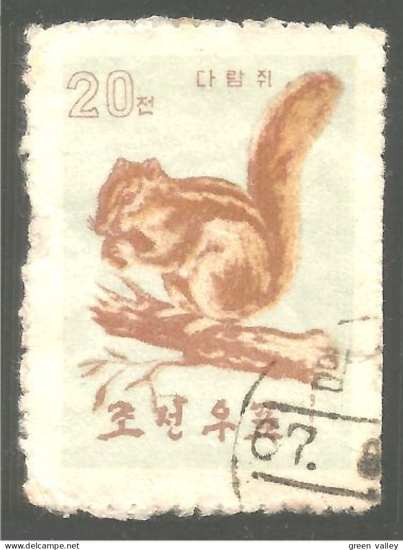 548 Korea Ecureuil Squirrel Ardilla Eichhörnchen Scoiattolo Esquilo Eekhoorn (KON-49) - Rodents