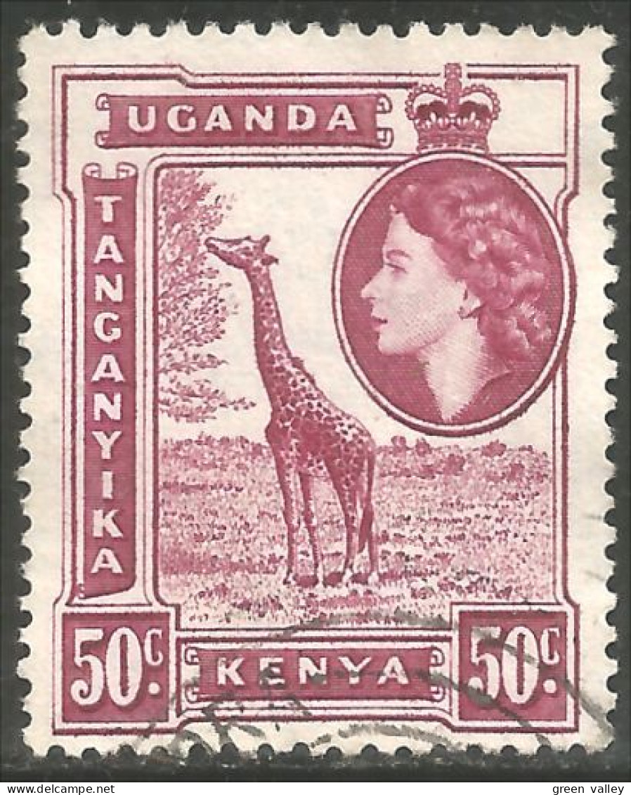 554 Kenya Girafe Giraffe Girafa (KUT-54c) - Kenya, Ouganda & Tanganyika