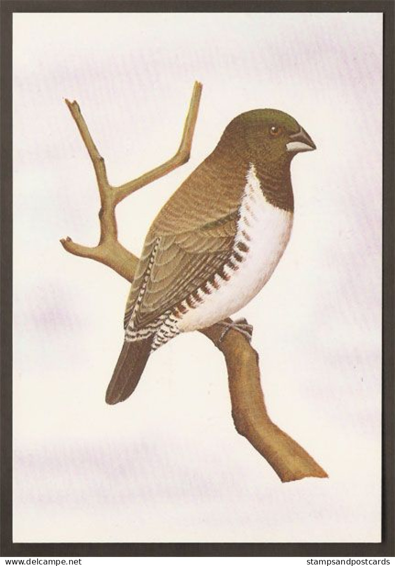 Oiseau Spermestes Cucullatus Carte Entier Postal Sao Tome Et Principe 1983 Bird Postal Stationery St Thomas Principe - Songbirds & Tree Dwellers