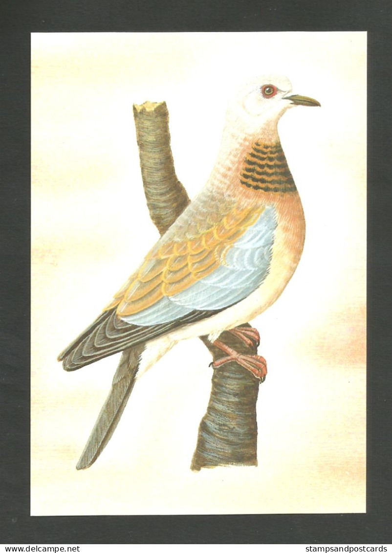 Oiseau Pigeon Stigmatopelia Senegalensis Entier Postal Sao Tome Et Principe 1983 Dove Bird Stationery St Thomas - Piccioni & Colombe