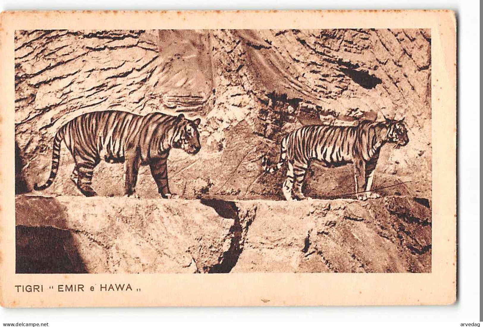 16317 GIARDINO ZOOLOGICO DEL GOVERNATORATO DI ROMA -TIGRI EMIR W HAWA - TIGER - Tigres