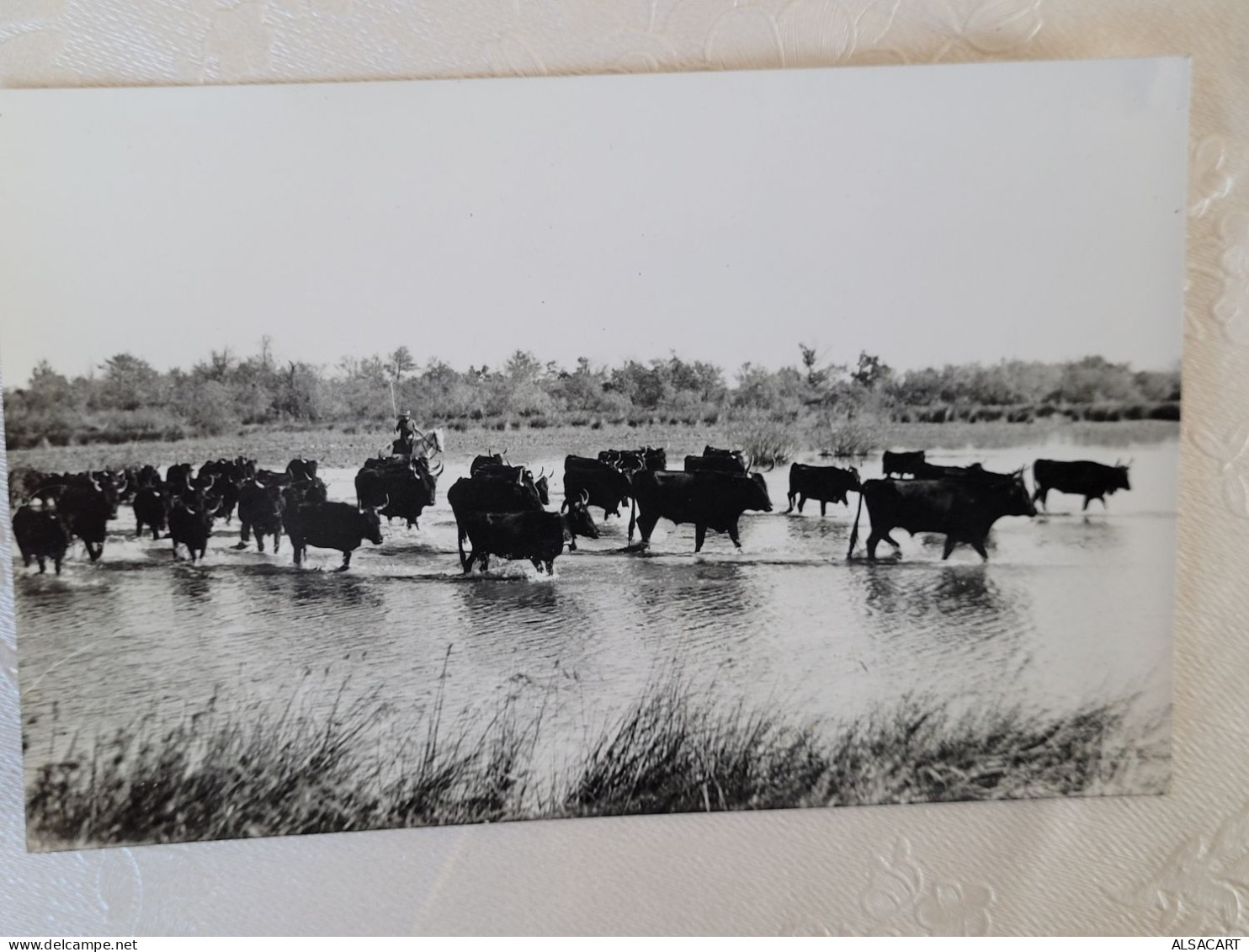 Arles , Carte Photo , Troupeau De Taureaux  , Photo Georges - Stiere