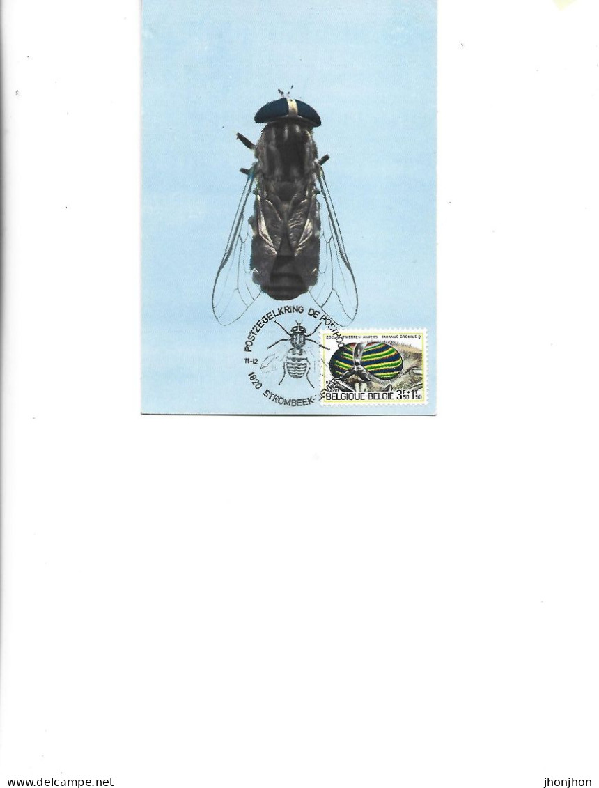 Belgium   -  Maximum Postcard  1971 -   Coleoptera - Tabanidae -  Tabanus Bromius - Coléoptères