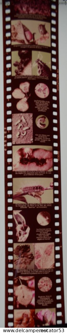"un Autre Monde" Années 50 Film Fixe Scolaire La Protection Des Cultures Ou L'apologie Des Pesticides !!!! - Pellicole Cinematografiche: 35mm-16mm-9,5+8+S8mm