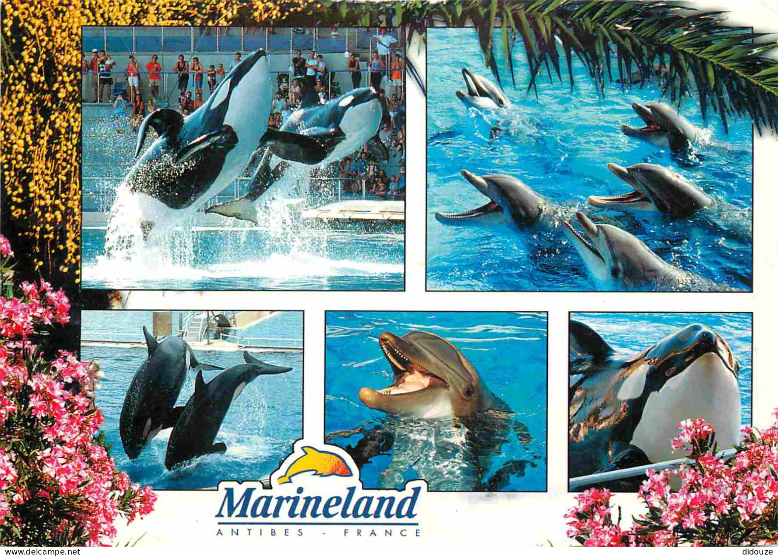 Animaux - Marineland Antibes - Multivues - Orque - Dauphins - Dolphins - Zoo Marin - CPM - Voir Scans Recto-Verso - Dolphins
