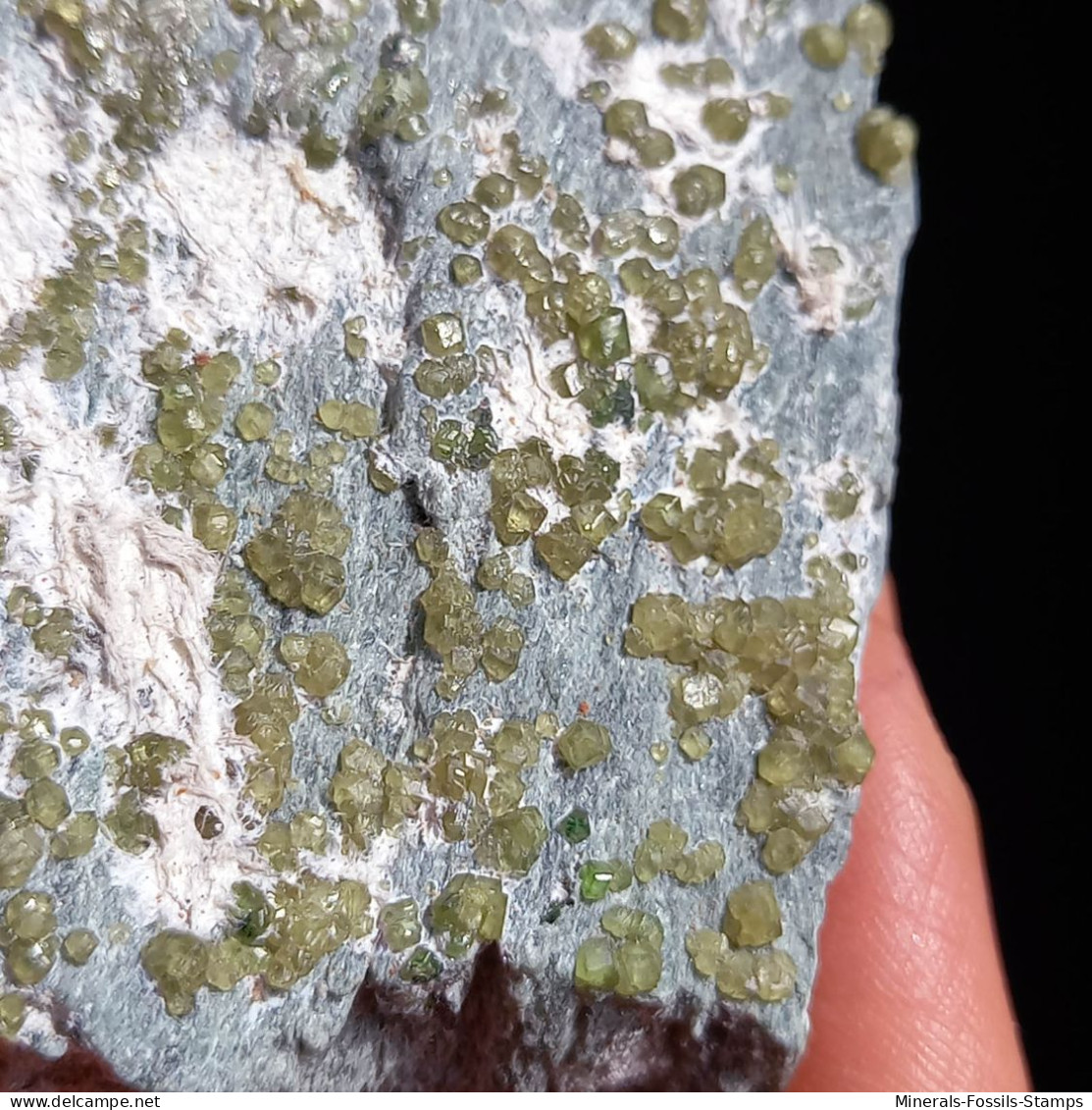 #G70 Andradit Granat Var. DEMANTOID Kristalle (Val Malenco, Sondrio, Italien) - Minerals