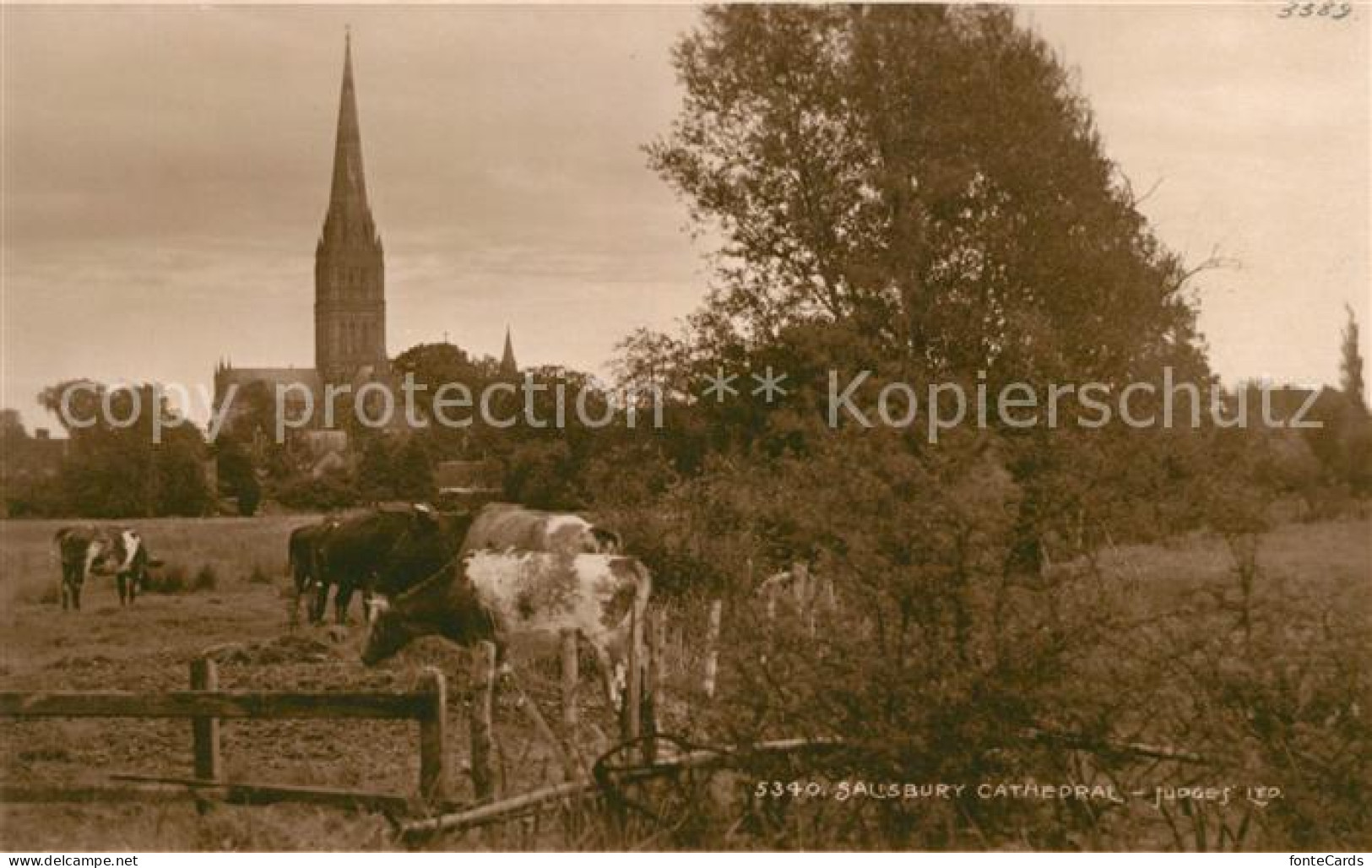 43104503 Salisbury Wiltshire Cathedral Cows Salisbury - Sonstige & Ohne Zuordnung