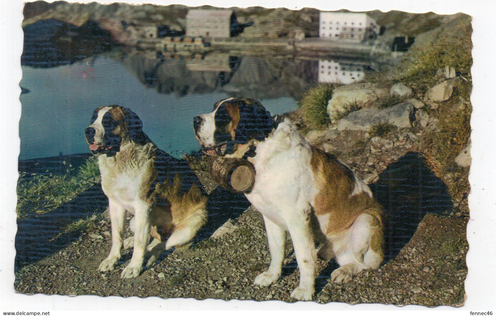 SUISSE - Col Du GRAND SAINT-BERNARD - Chiens De L'Hospice - 1960   (I158) - Bourg-Saint-Pierre 