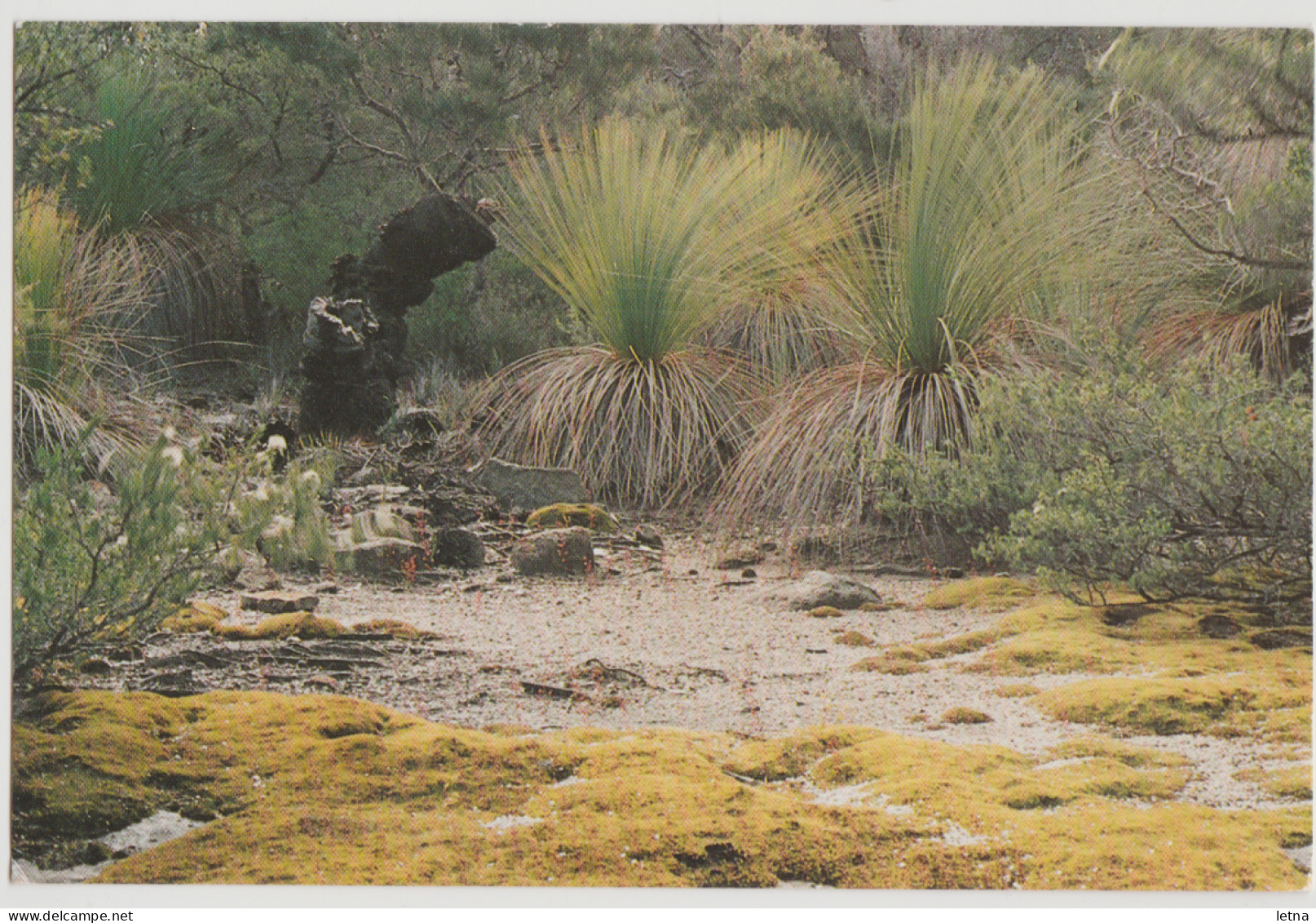 Australia TASMANIA TAS Grass Trees FLINDERS ISLAND Quillpower FIP2-00 Postcard C1980s - Altri & Non Classificati