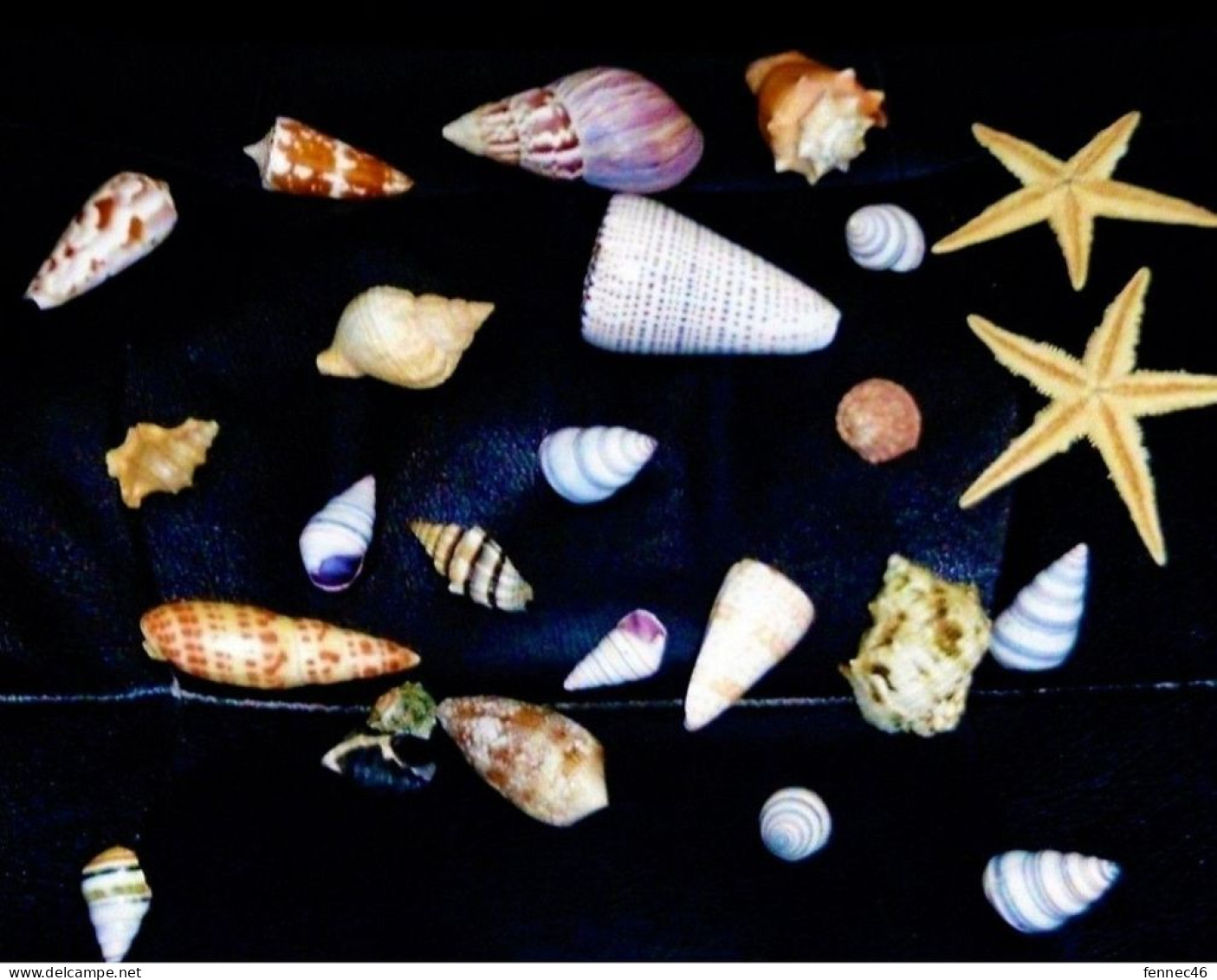 * Lot D'une Vingtaine De Coquillages Divers Et 2 étoiles De Mer - Seashells & Snail-shells